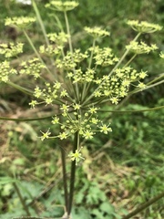 Heracleum sphondylium sibiricum