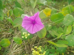 Ipomoea pes-caprae