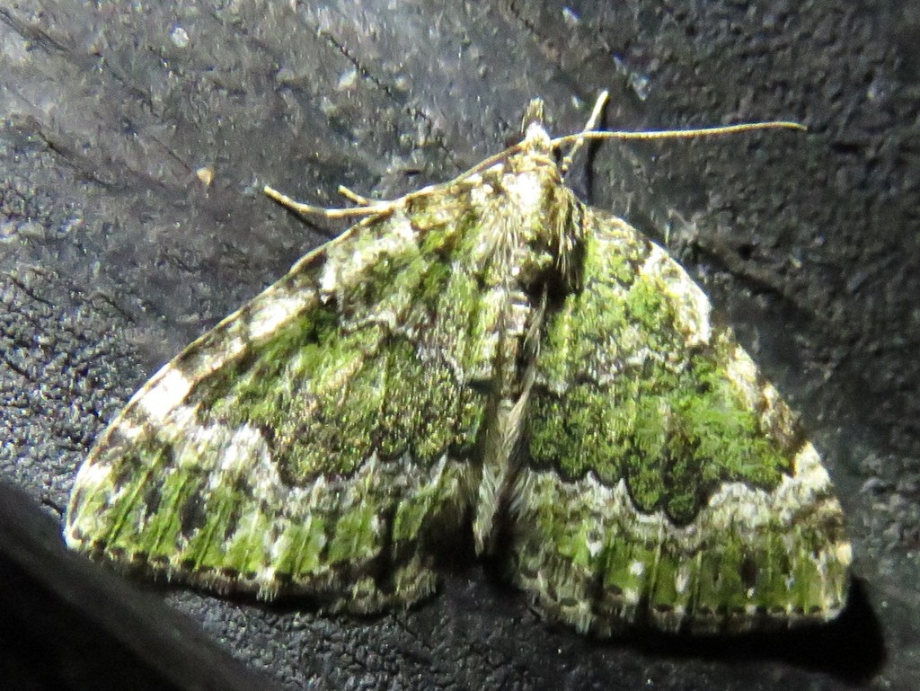 Beech-green Carpet