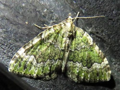 Beech-green Carpet