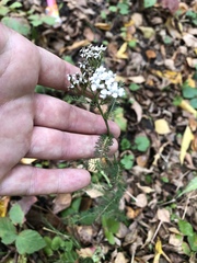 Achillea millefolium