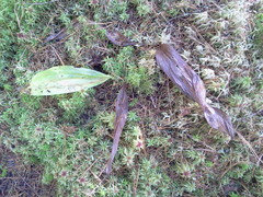 Cypripedium acaule