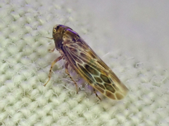 Deltocephalini