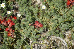 Lechenaultia
