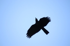 Corvus macrorhynchos
