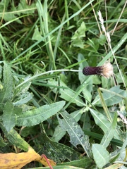 Cirsium arvense