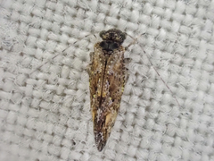Myopsocidae