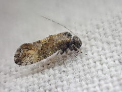 Myopsocidae