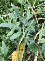 Cirsium arvense
