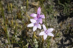 Elythranthera emarginata