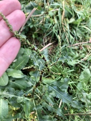 Rumex obtusifolius
