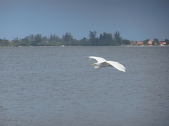Ardea alba