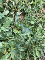Rumex obtusifolius