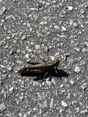 Melanoplus macclungi