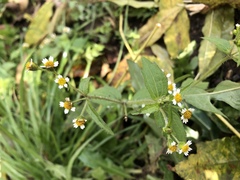 Galinsoga quadriradiata