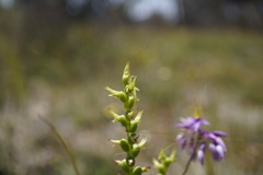 Prasophyllum gracile