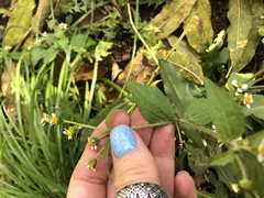 Galinsoga quadriradiata