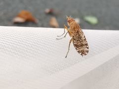 Euthycera chaerophylli