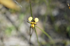 Diuris laxiflora
