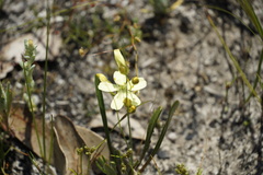 Drosera intricata
