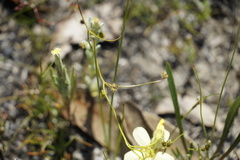 Drosera intricata