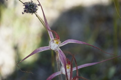 Caladenia polychroma