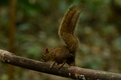 Sciurus aestuans ingrami