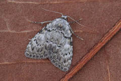 Meganola strigula