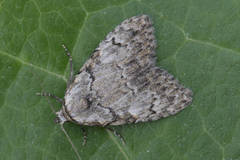 Meganola strigula
