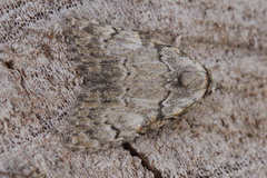 Meganola strigula