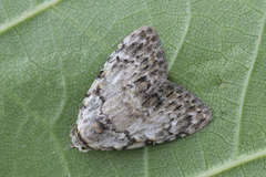 Meganola strigula