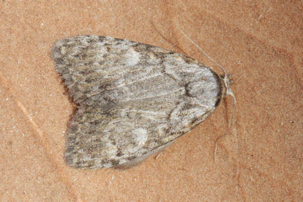 Meganola kolbi
