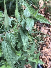 Urtica dioica