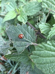 Harmonia axyridis