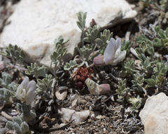 Astragalus calycosus calycosus