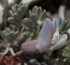 Astragalus calycosus calycosus