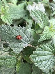 Harmonia axyridis