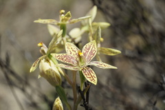 Thelymitra villosa
