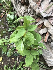 Acer negundo