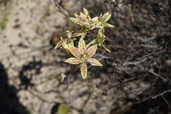 Thelymitra villosa
