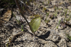 Thelymitra villosa