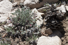 Astragalus calycosus calycosus