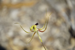 Caladenia integra