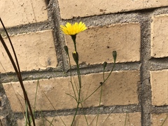 Scorzoneroides autumnalis