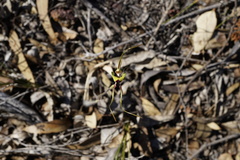 Caladenia integra