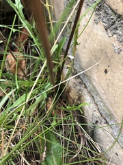 Scorzoneroides autumnalis