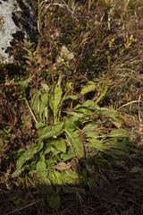 Solidago leiocarpa