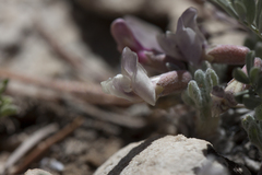 Astragalus calycosus calycosus