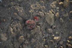 Drosera platystigma