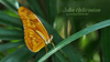 Mariposa Julia Americana - Photo (c) Cheong Weng Chun, algunos derechos reservados (CC BY-NC), subido por Cheong Weng Chun
